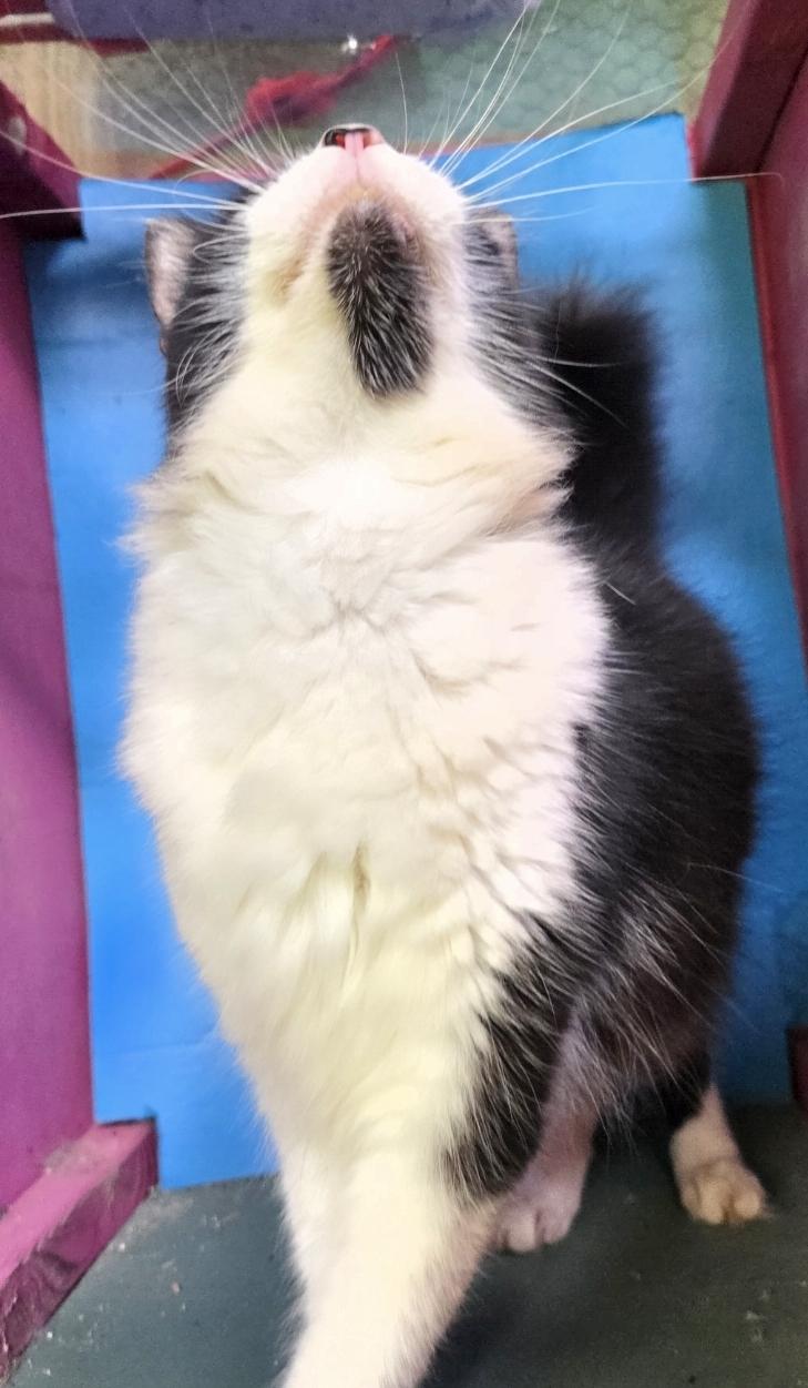 Enlarge Bentley , a ADOPTABLE Domestic Long Hair in Silver Springs, FL image 4/4