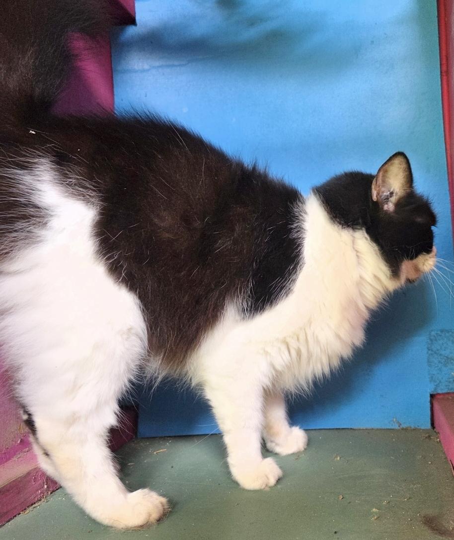 Enlarge Bentley , a ADOPTABLE Domestic Long Hair in Silver Springs, FL image 2/4