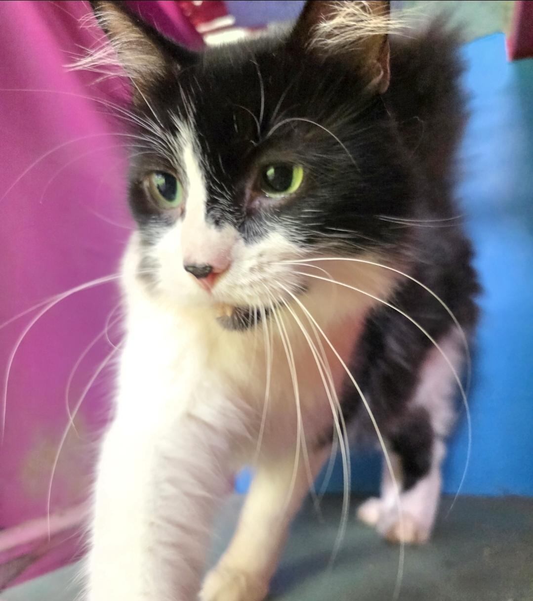 Enlarge Bentley , a ADOPTABLE Domestic Long Hair in Silver Springs, FL image 3/4