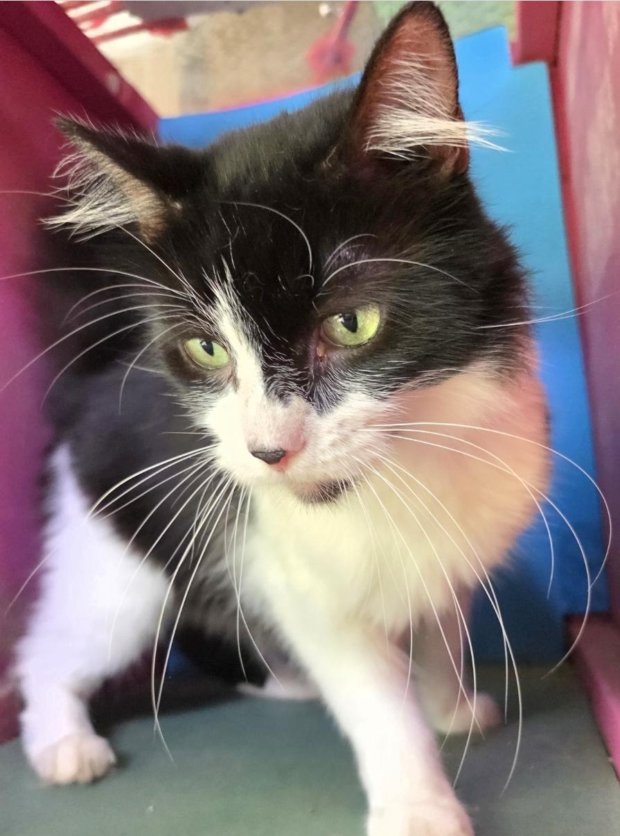 Enlarge Bentley , a ADOPTABLE Domestic Long Hair in Silver Springs, FL image 1/4