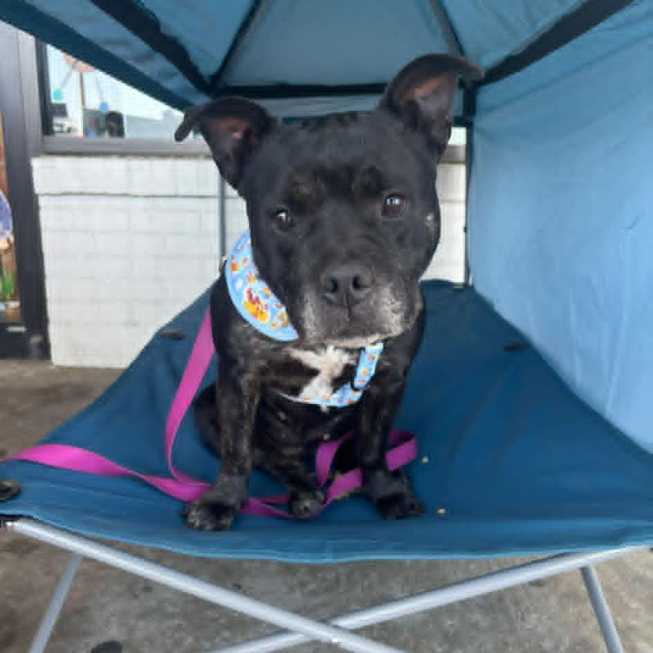 Birdie, an adopted mixed breed in Clarksville, TN image 3/6