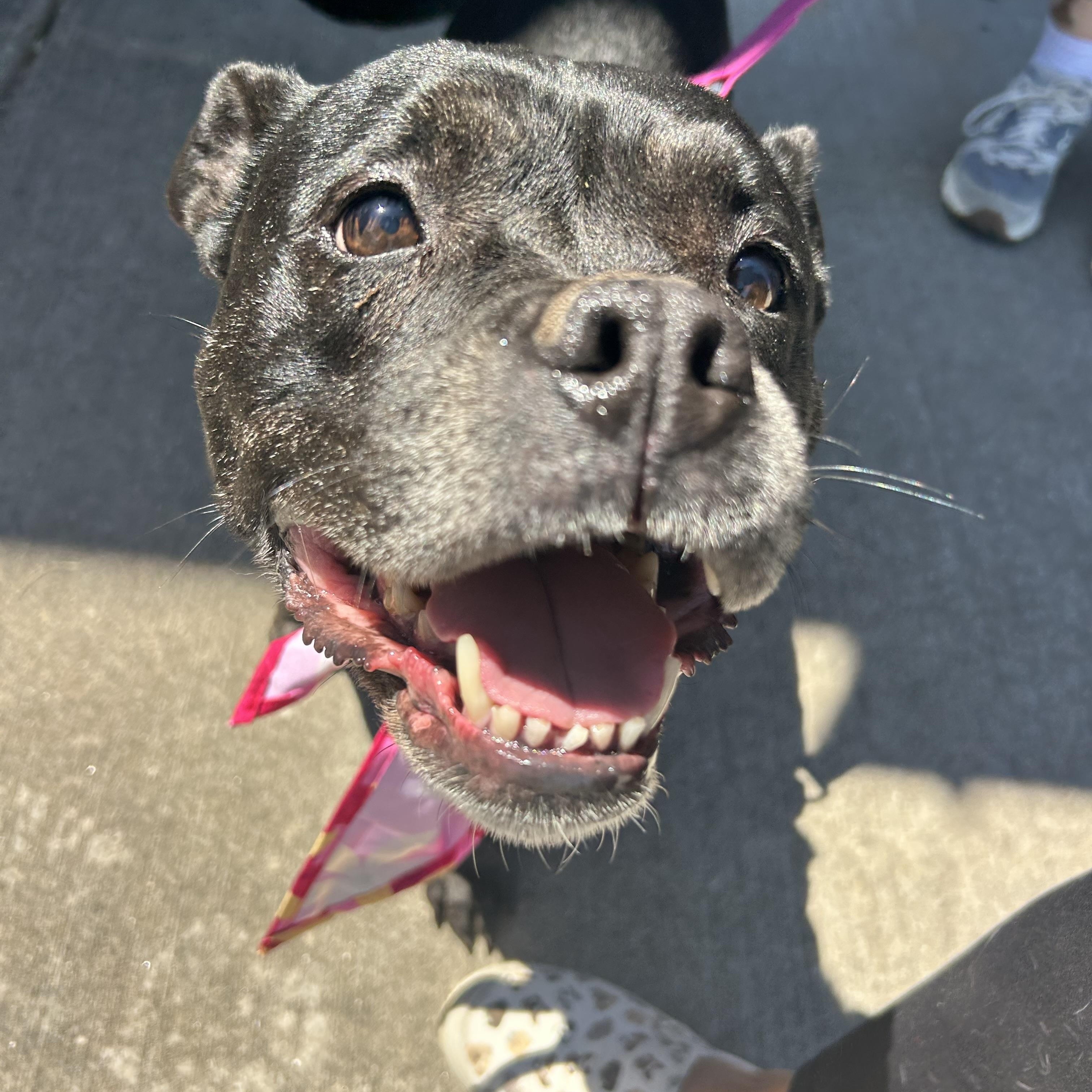 Birdie, an adopted mixed breed in Clarksville, TN image 5/6