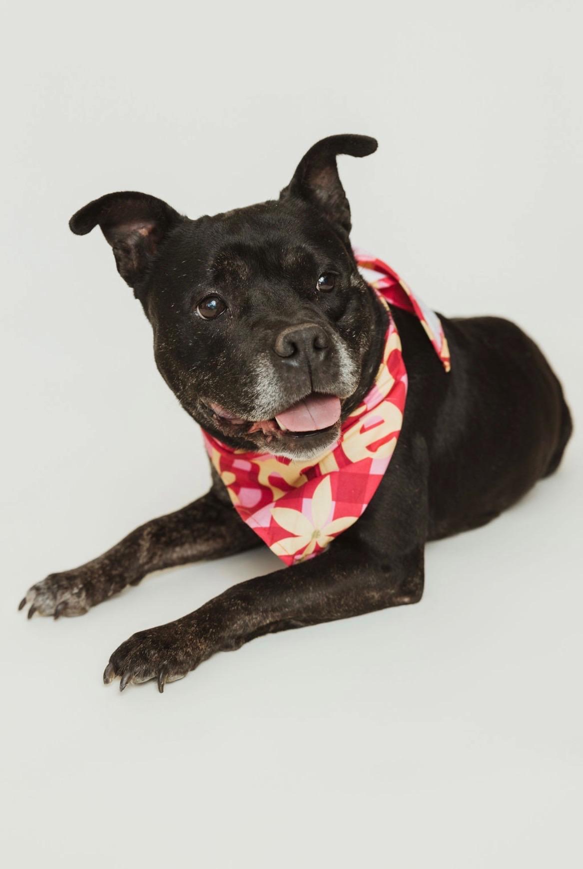 Birdie, an adopted mixed breed in Clarksville, TN image 2/6