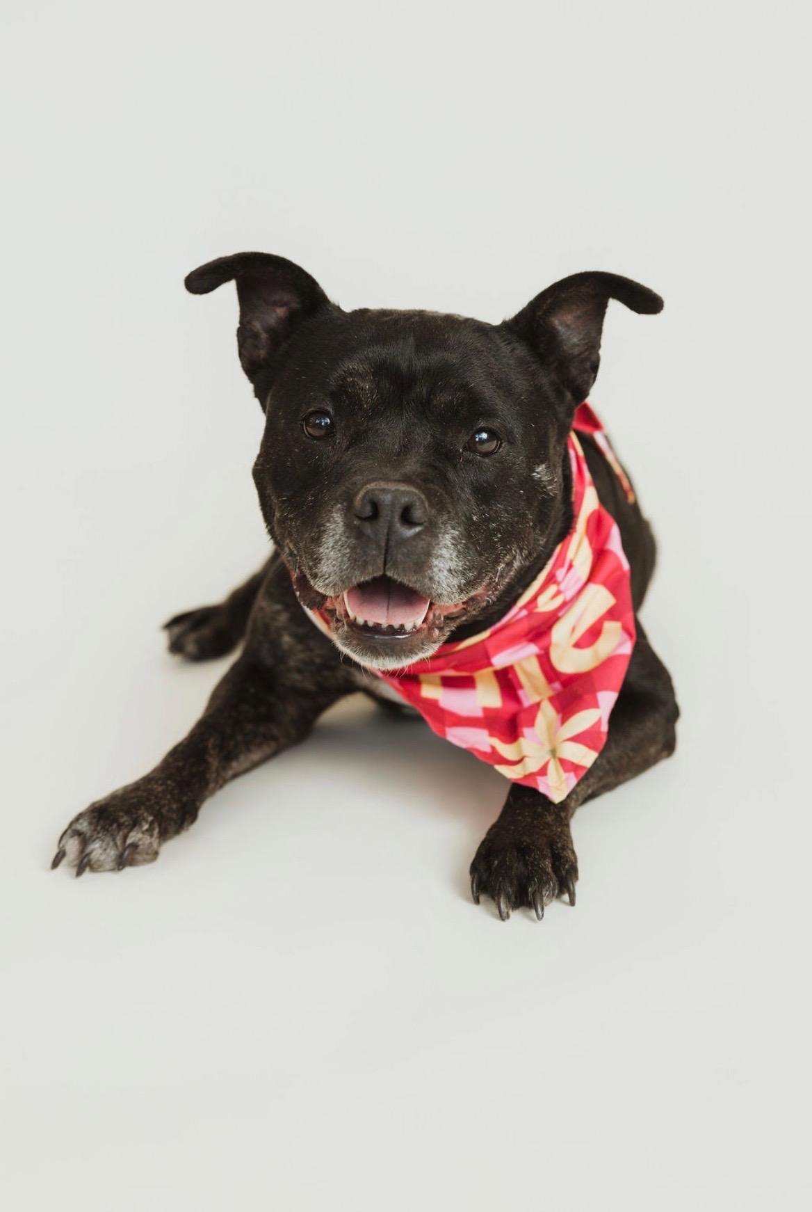 Birdie, an adopted mixed breed in Clarksville, TN image 1/6