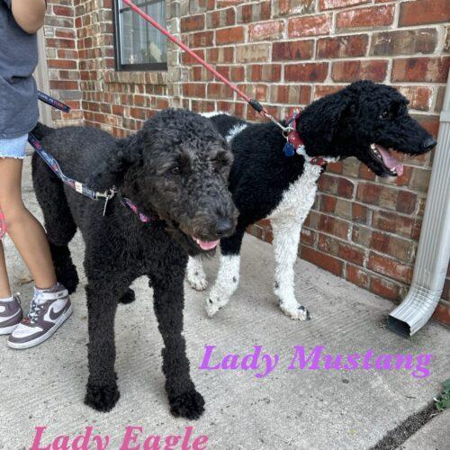 Lady Eagle, Adoptable, Young Female Standard Poodle.
