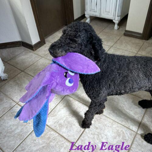 Enlarge Lady Eagle, a Adoptable Standard Poodle in Broken Arrow, OK image 2/6