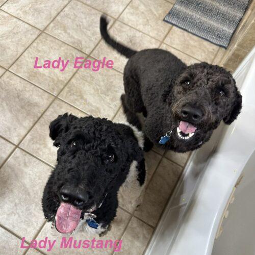 Enlarge Lady Eagle, a Adoptable Standard Poodle in Broken Arrow, OK image 3/6