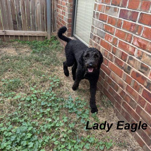 Enlarge Lady Eagle, a Adoptable Standard Poodle in Broken Arrow, OK image 4/6