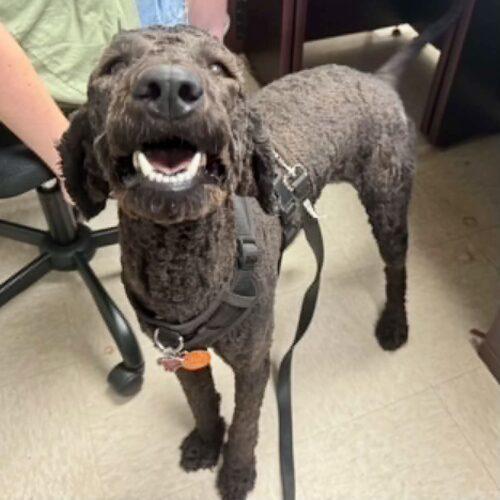 Enlarge Lady Eagle, a Adoptable Standard Poodle in Broken Arrow, OK image 5/6