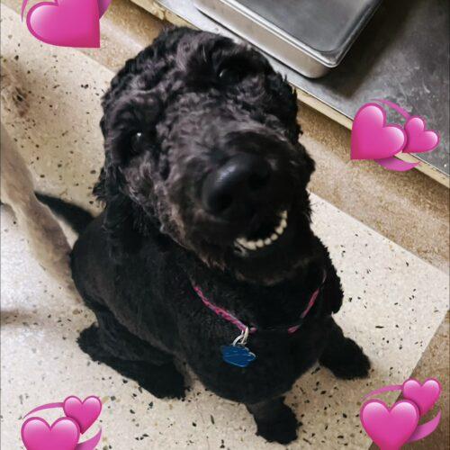 Enlarge Lady Eagle, a Adoptable Standard Poodle in Broken Arrow, OK image 6/6