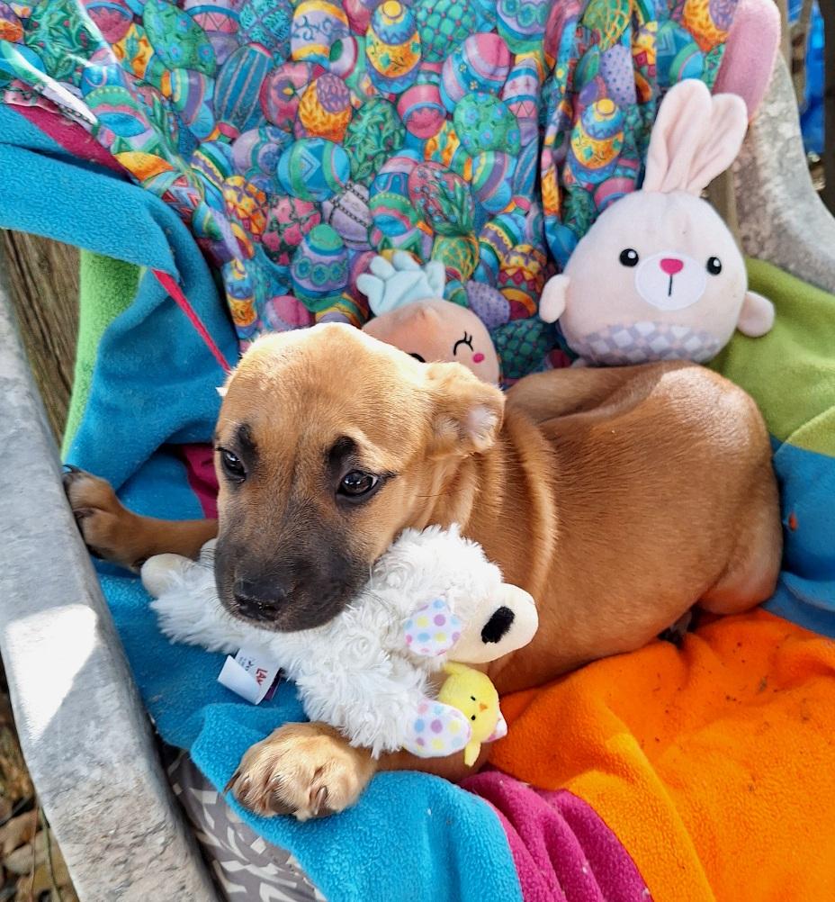 Arsenia BR14262-T , an adoptable mixed breed in Burlington, WA image 2/6