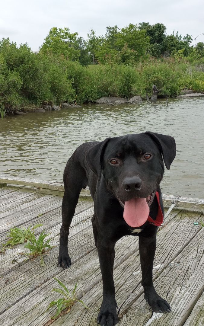 Cole, a Adoptable mixed breed in Marysville, WA image 5/6