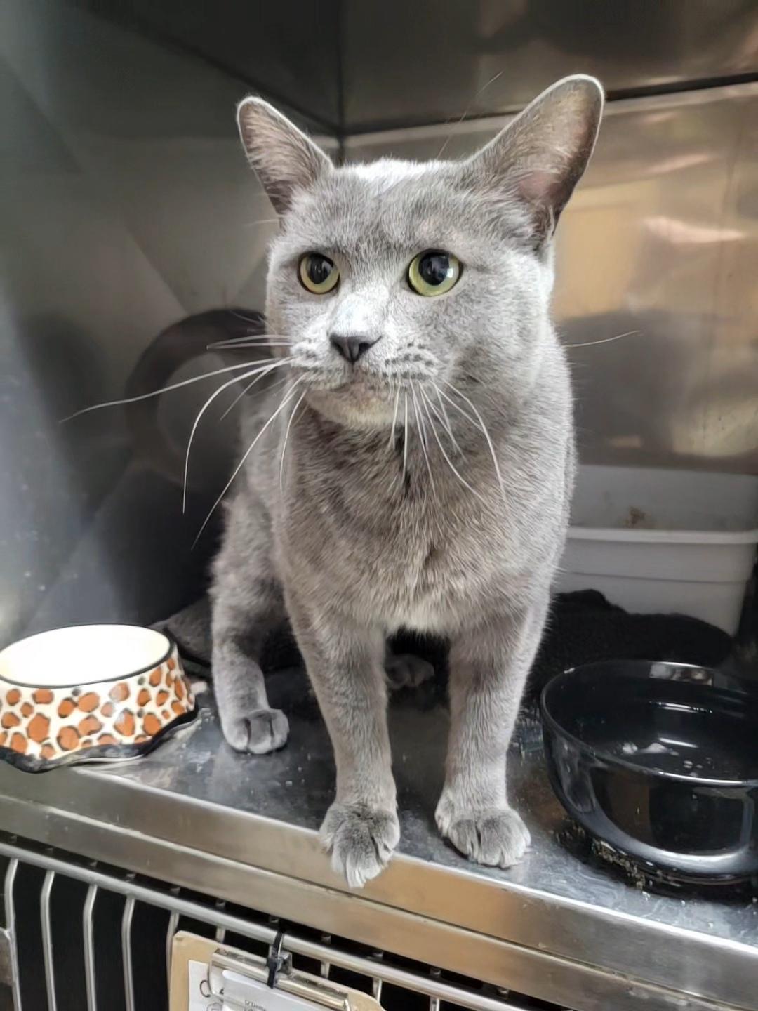 Honey, Adoptable, Adult Female Domestic Short Hair.