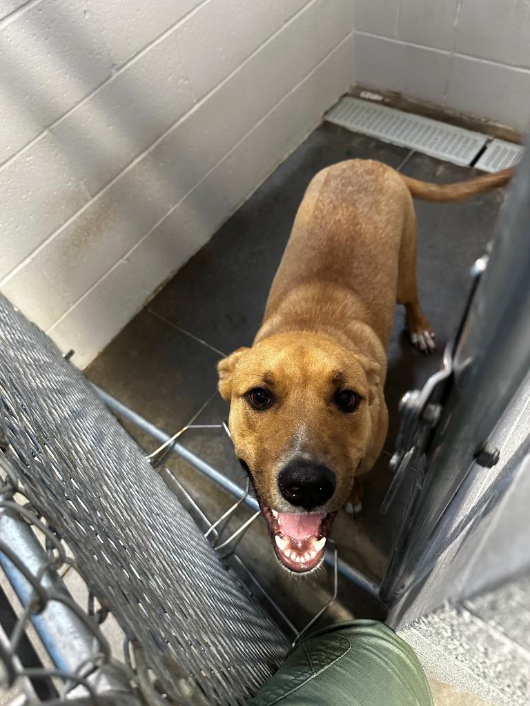 Enlarge Ross, a Adoptable mixed breed in Newcastle, OK image 3/3