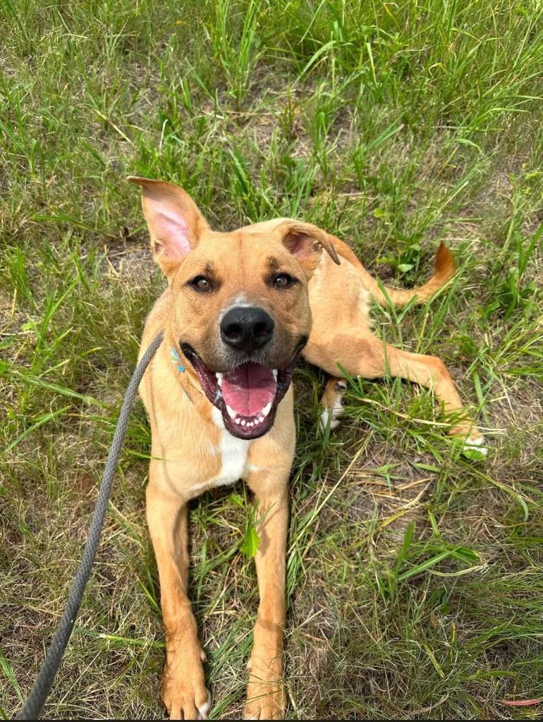 Enlarge Ross, a Adoptable mixed breed in Newcastle, OK image 1/4