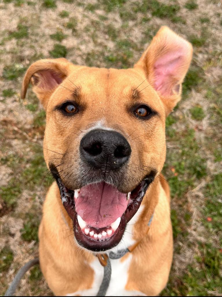 Ross, Adoptable, Young Male Labrador Retriever & Mixed Breed.