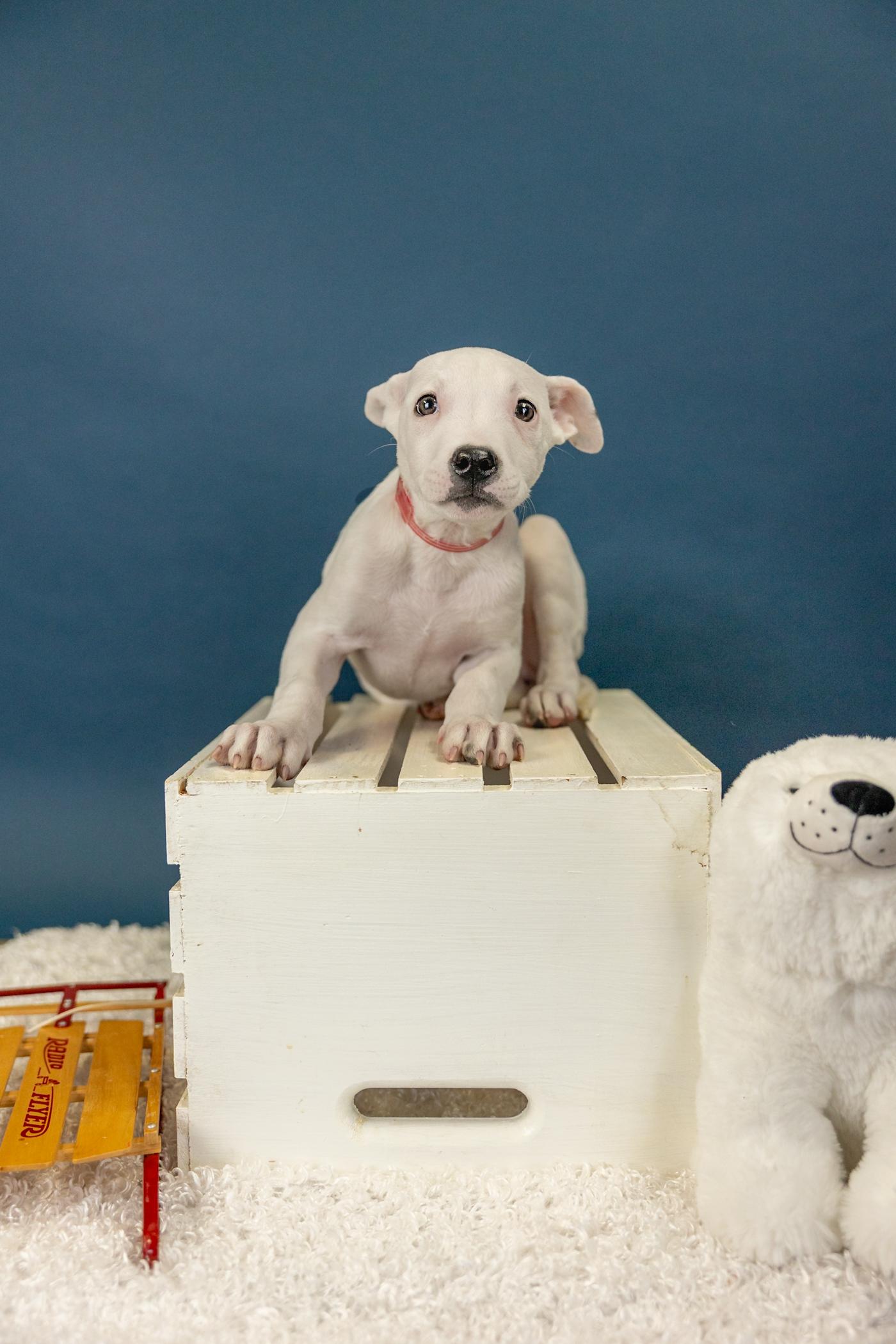 15-26, ADOPTABLE, Young Male Pit Bull Terrier.