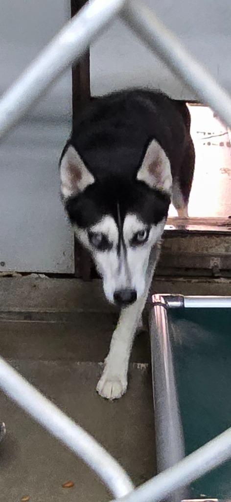 King, Adopted, Adult Male Husky.