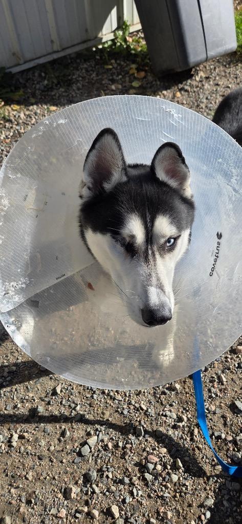 King, a Adopted Husky in Virginia, MN image 2/2