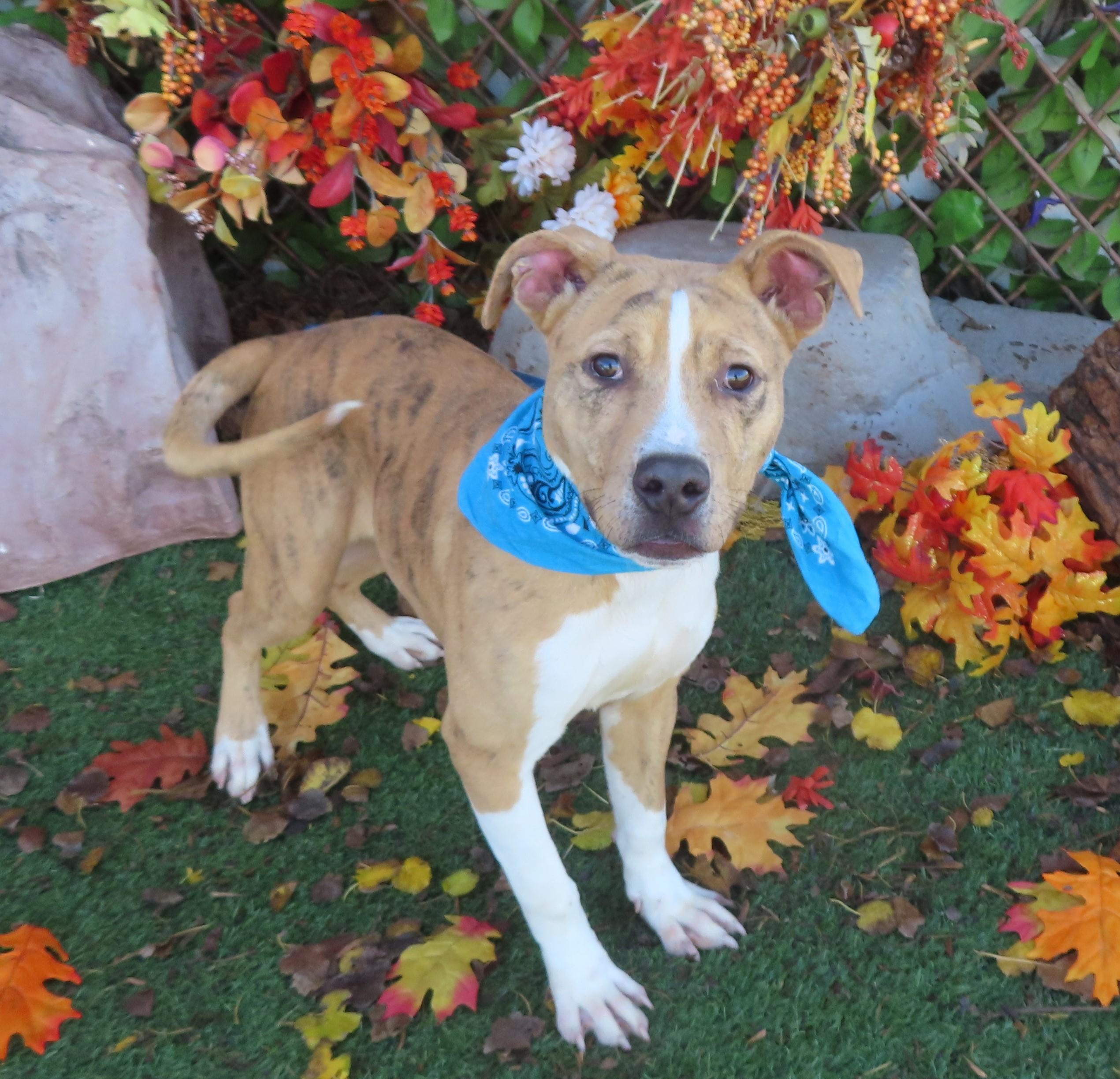 DRAKO 465343 PerkyPUP!