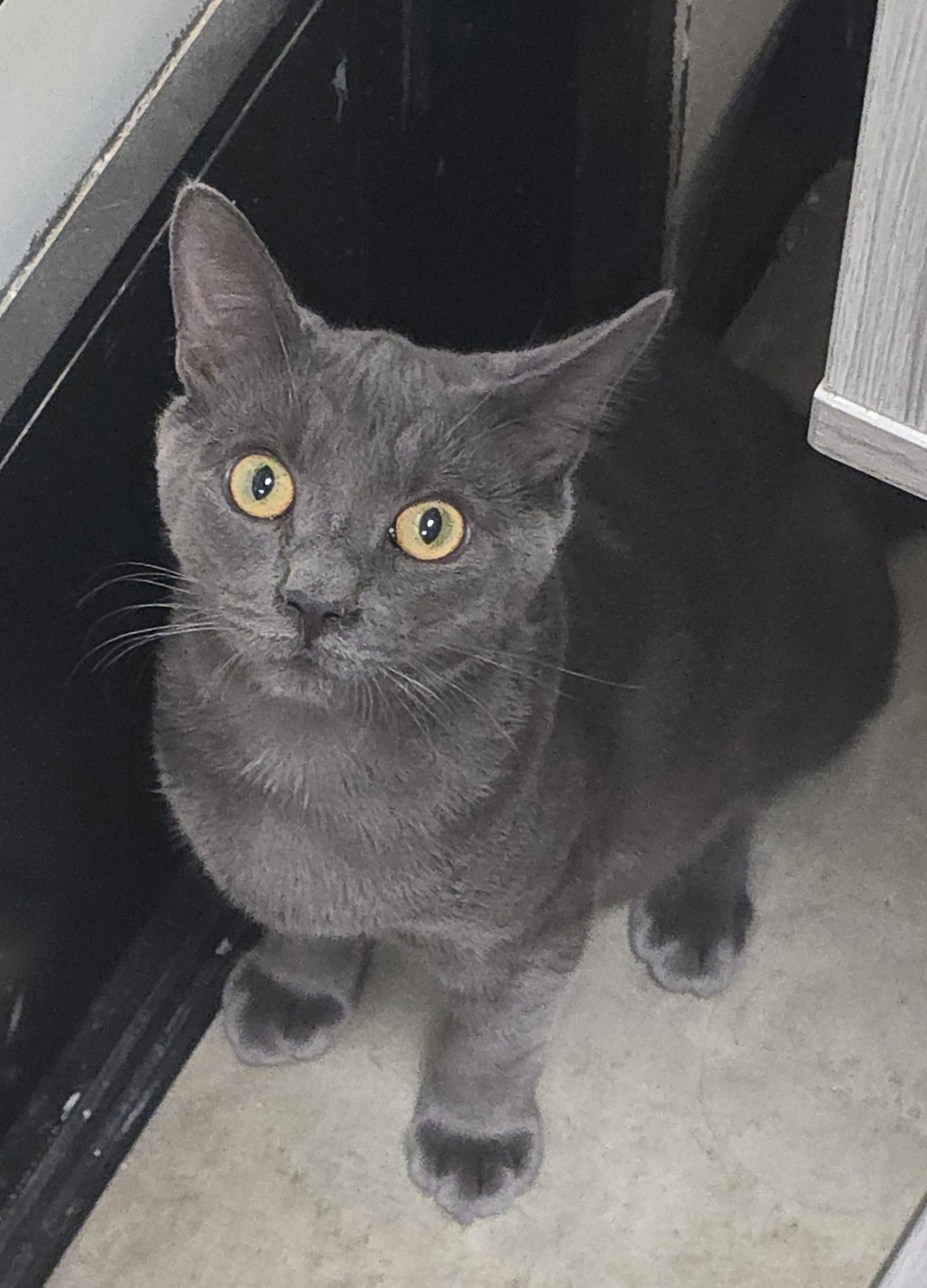 Benny, Adoptable, Young Male Domestic Short Hair.