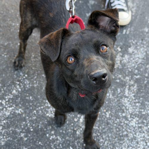 Devon, a Adoptable mixed breed in Georgetown, KY image 1/5