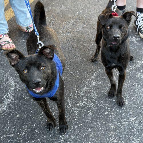 Devon, a Adoptable mixed breed in Georgetown, KY image 2/5