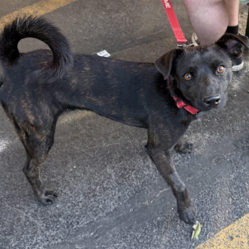 Devon, a Adoptable mixed breed in Georgetown, KY image 3/5