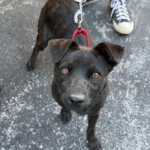 Devon, a Adoptable mixed breed in Georgetown, KY image 4/5