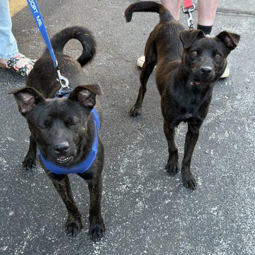 Devon, a Adoptable mixed breed in Georgetown, KY image 5/5