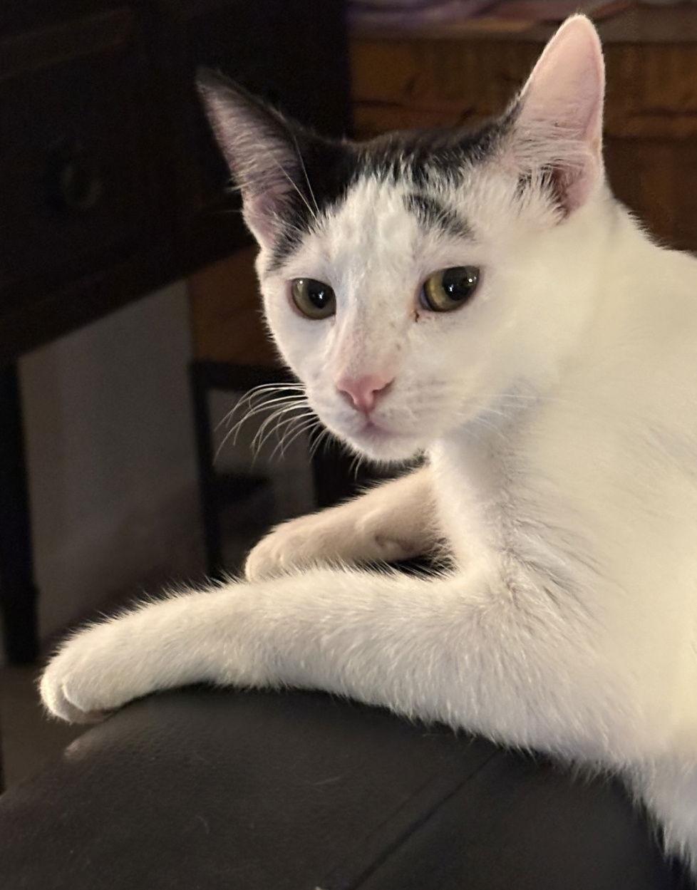 Enlarge Lilly, a Adoptable Domestic Short Hair in Glendale, AZ image 1/3