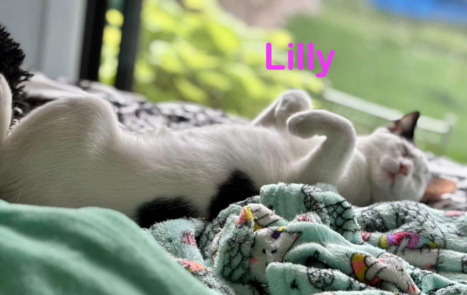 Enlarge Lilly, a Adoptable Domestic Short Hair in Glendale, AZ image 2/3