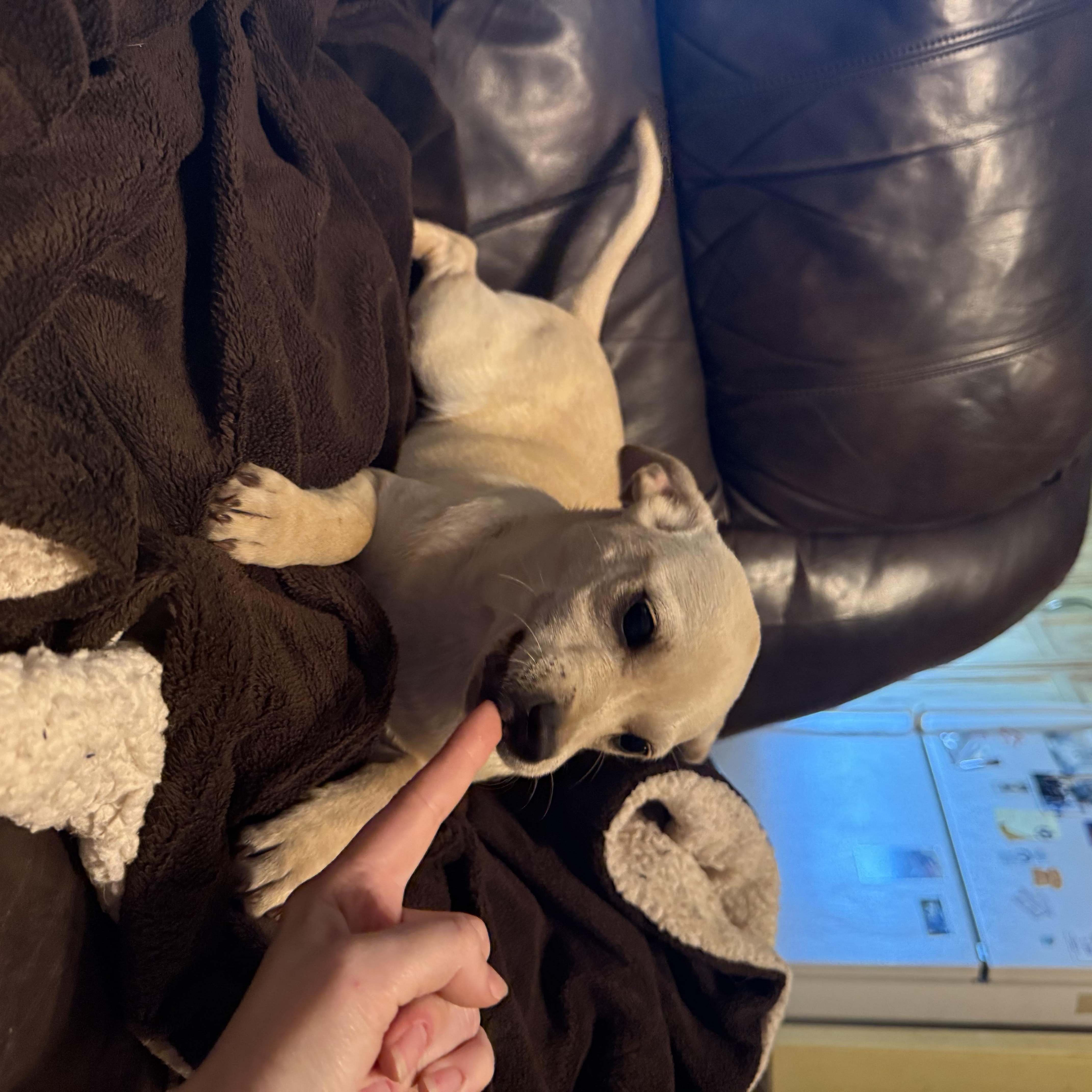 Bella, a ADOPTABLE mixed breed in modesto, CA image 4/6