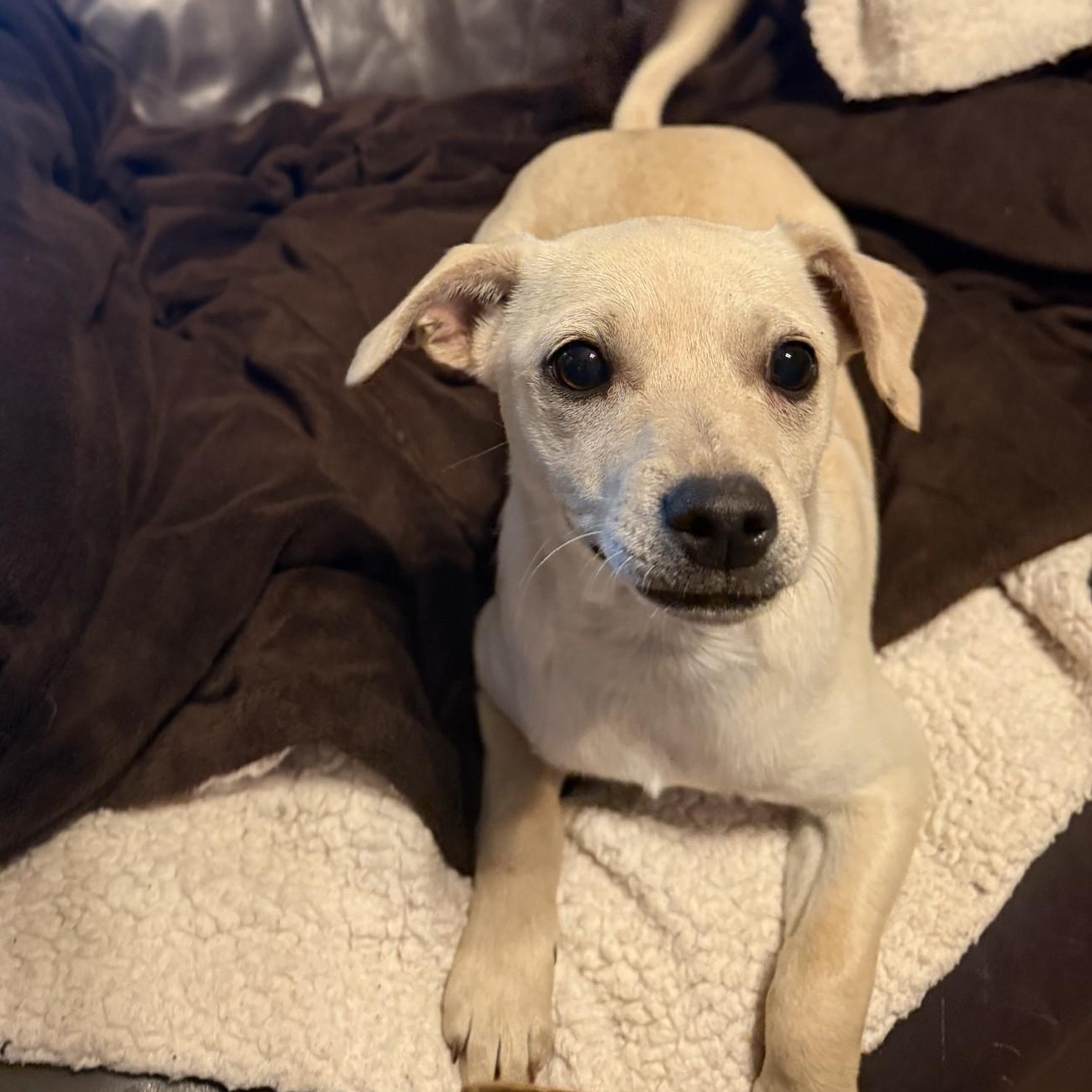 Bella, a ADOPTABLE mixed breed in modesto, CA image 3/6