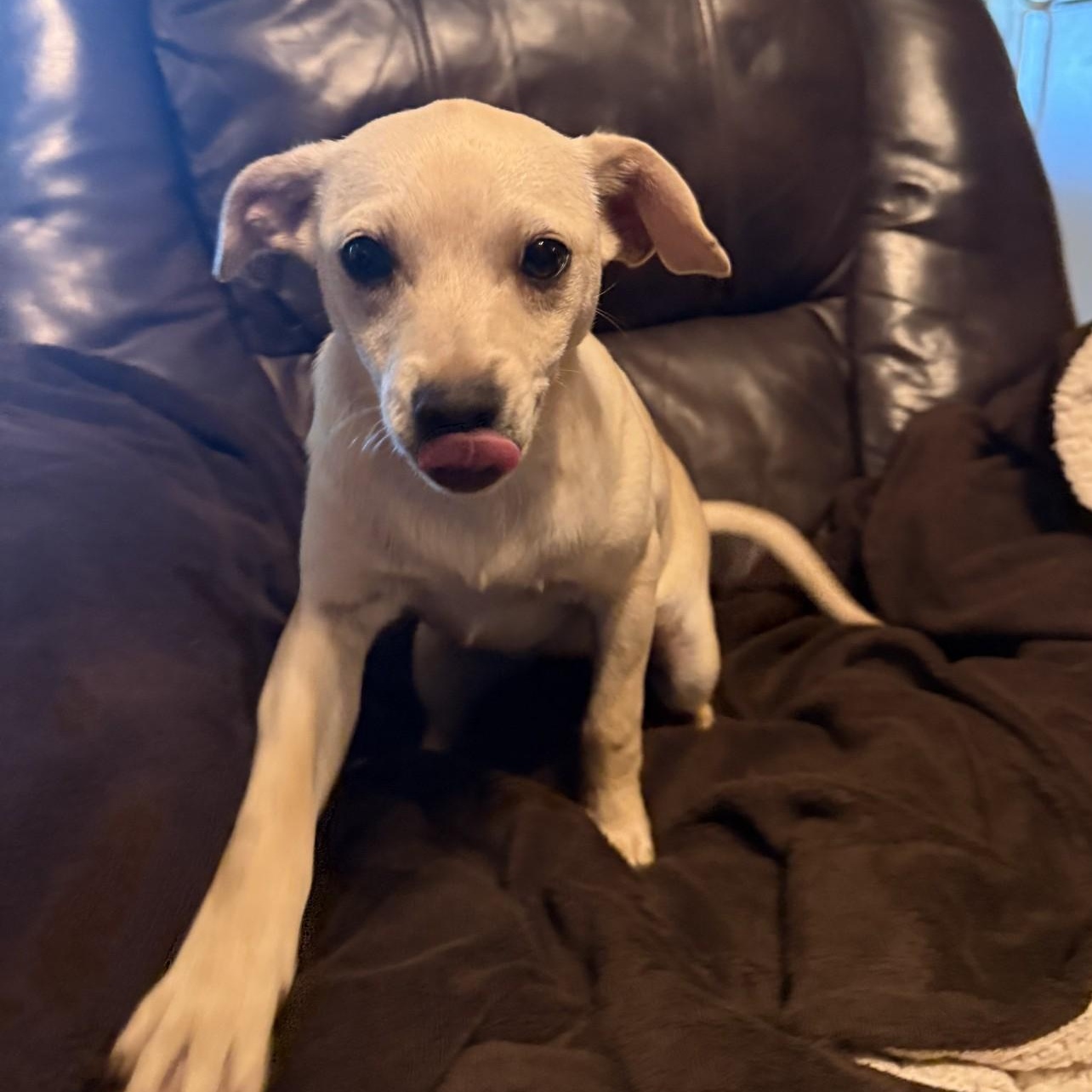 Bella, a ADOPTABLE mixed breed in modesto, CA image 1/6