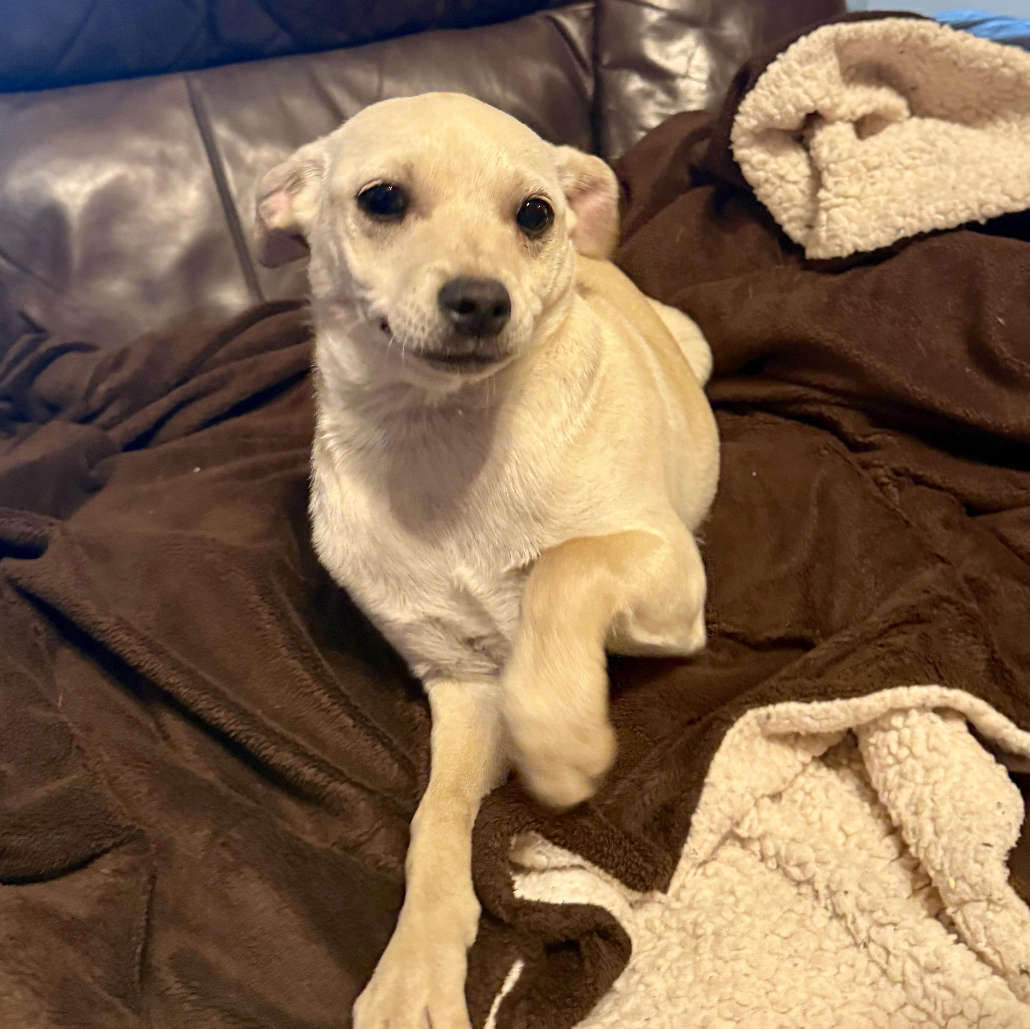 Bella, a ADOPTABLE mixed breed in modesto, CA image 2/6