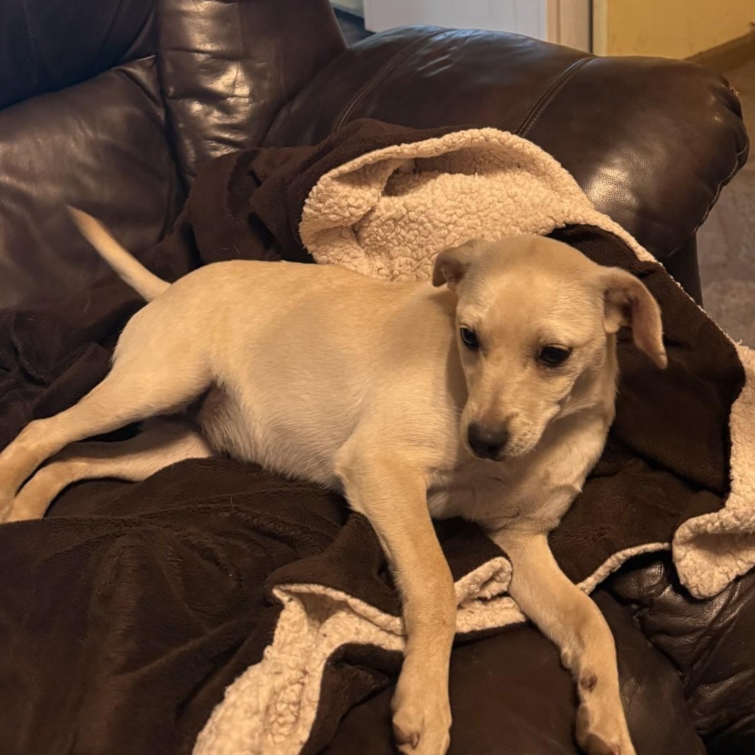 Bella, a ADOPTABLE mixed breed in modesto, CA image 5/6