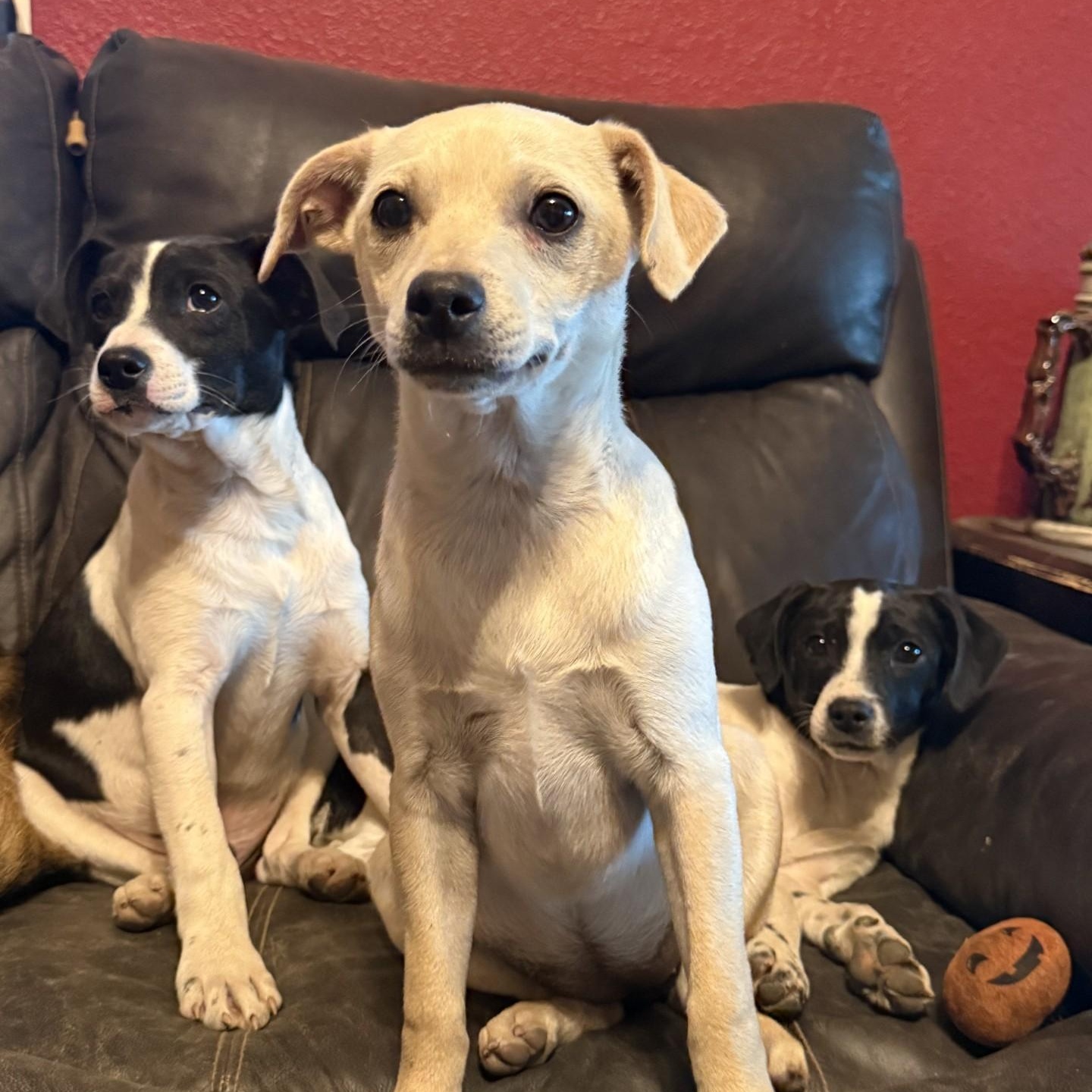 Bella, a ADOPTABLE mixed breed in modesto, CA image 6/6