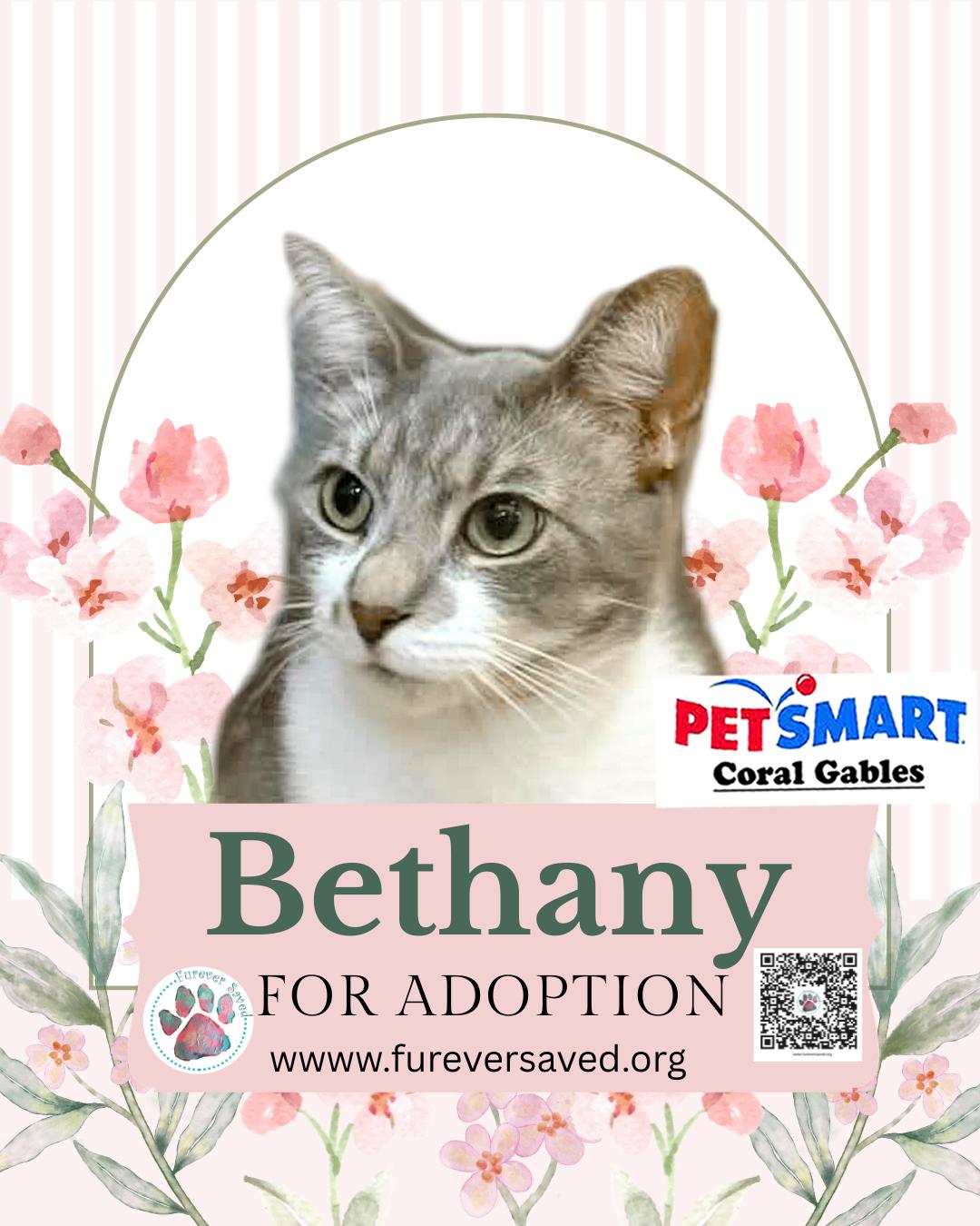 Bethany, ADOPTABLE, Young Female Domestic Short Hair.