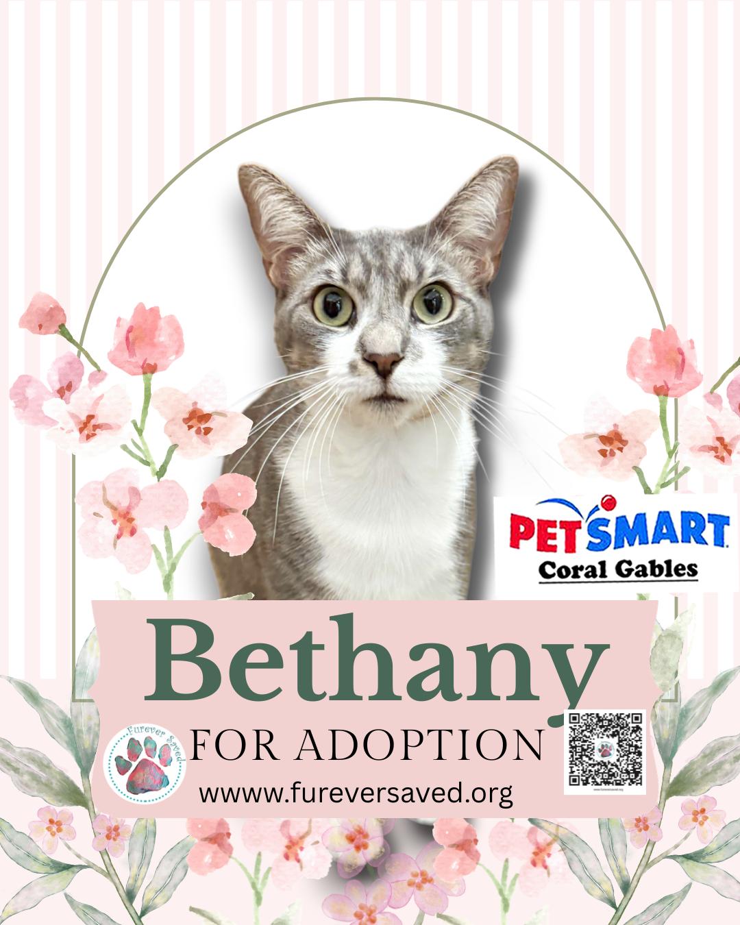 Bethany, a ADOPTABLE Domestic Short Hair in Miami, FL image 2/3