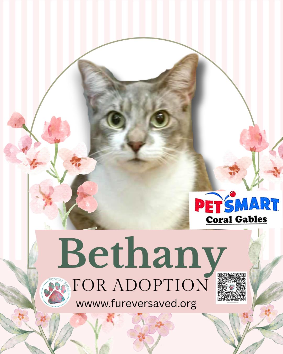 Bethany, a ADOPTABLE Domestic Short Hair in Miami, FL image 3/3
