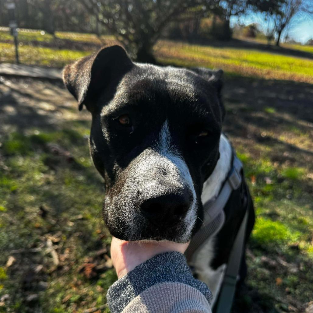 Molly, Adoptable, Adult Female Border Collie & Pit Bull Terrier.