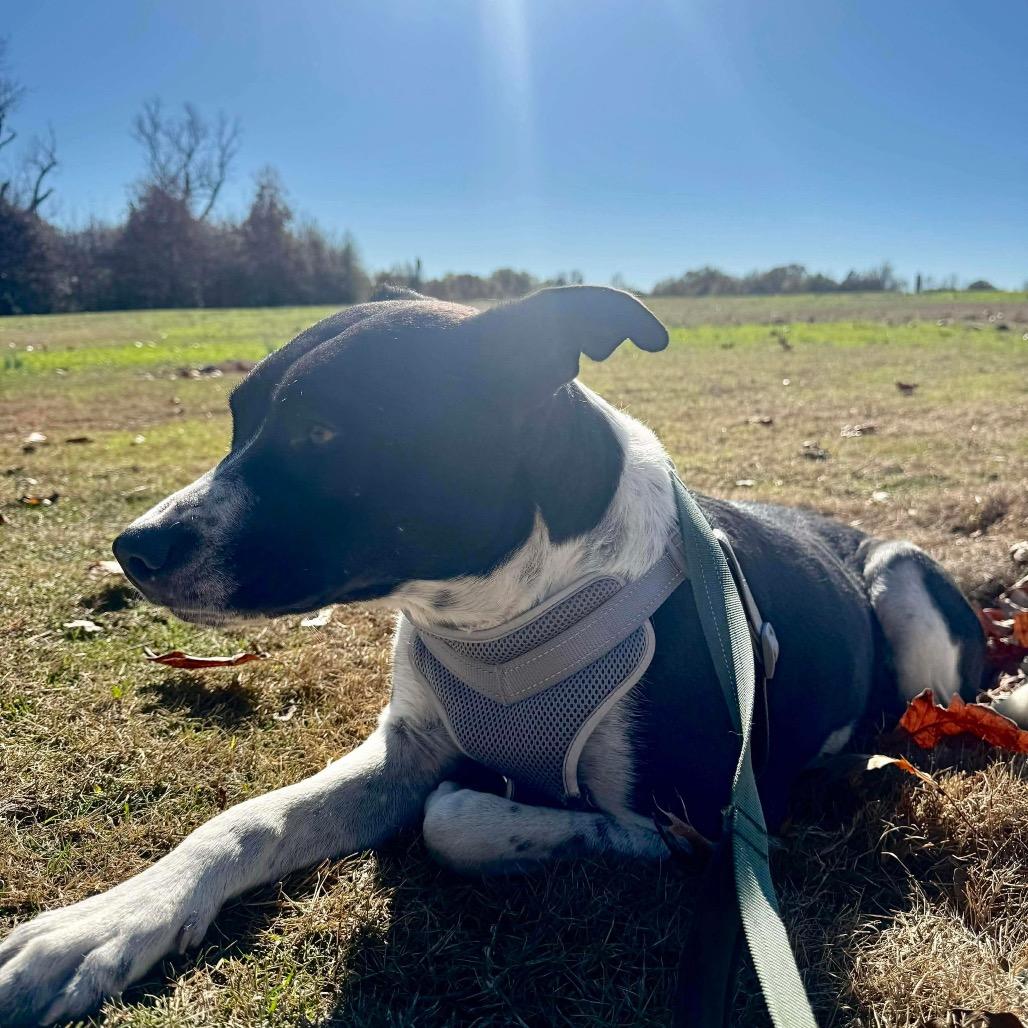 Molly, Adoptable, Adult Female Border Collie & Pit Bull Terrier.