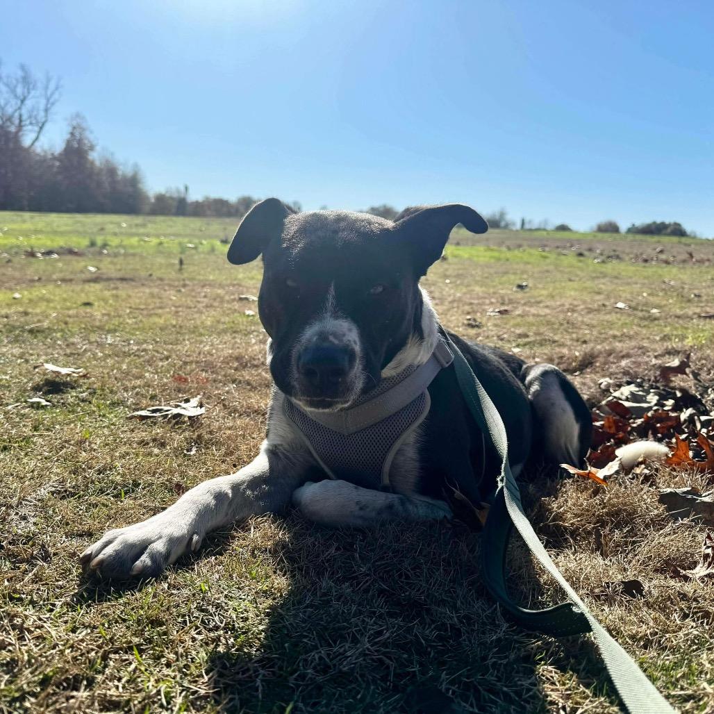 Enlarge Molly, a Adoptable mixed breed in Cordova, TN image 4/6