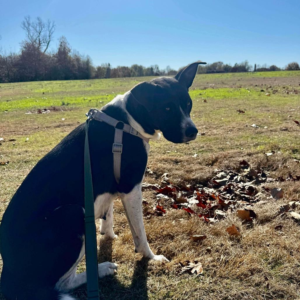 Enlarge Molly, a Adoptable mixed breed in Cordova, TN image 5/6