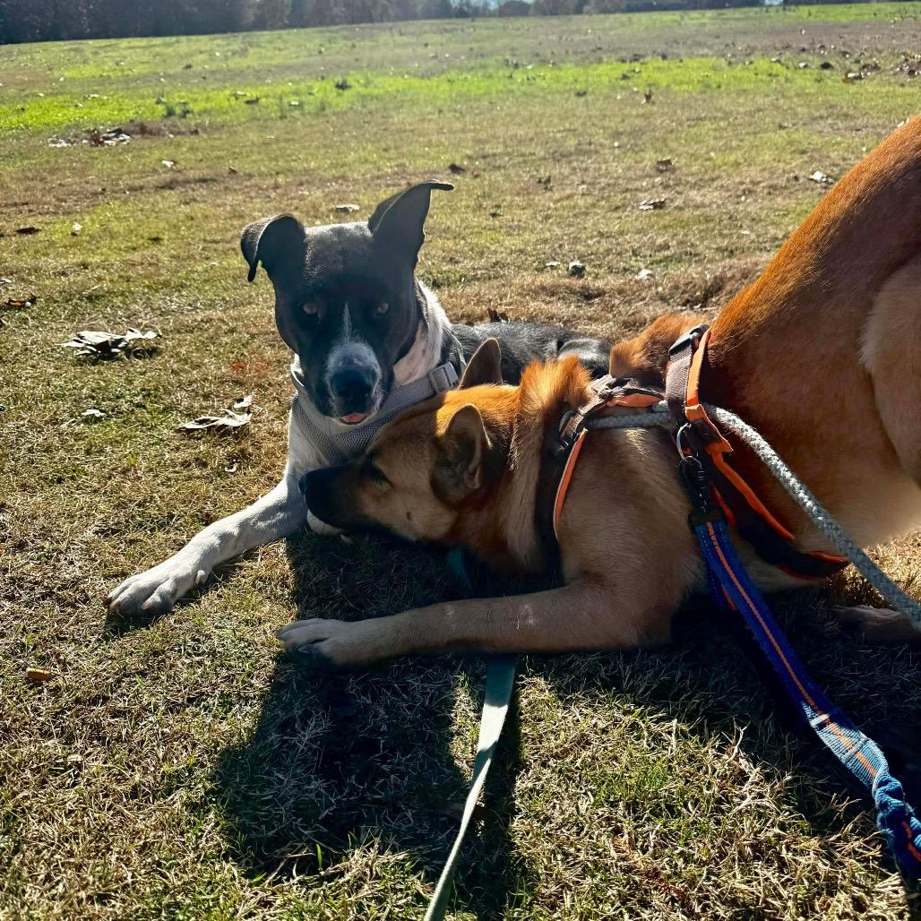 Enlarge Molly, a Adoptable mixed breed in Cordova, TN image 6/6