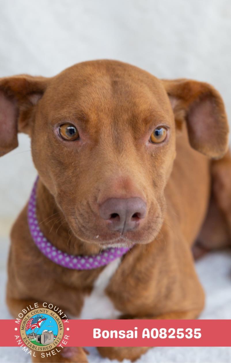 BONSAI, Adoptable, Young Male Labrador Retriever & Mixed Breed.