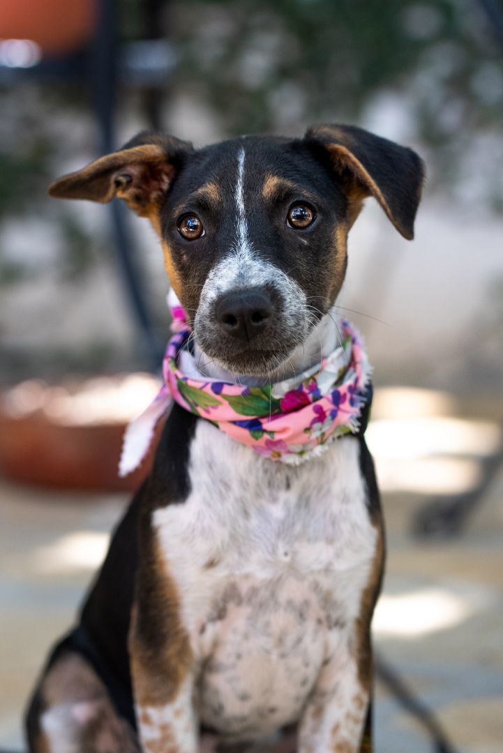 Dog for adoption Maple, a Pointer & Australian Shepherd Mix in