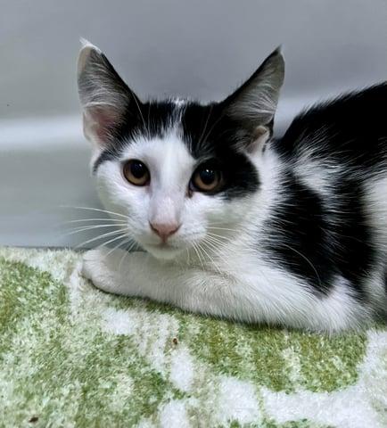 Enlarge Hydra, a Adoptable Domestic Short Hair in Huntington, NY image 1/4