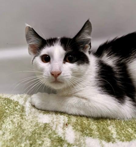 Hydra, Adoptable, Young Female Domestic Short Hair.